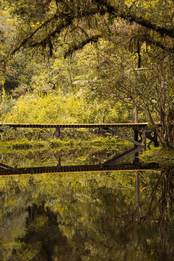 O que fazer em Campos do Jordão? Ir visitar o Bosque do Silêncio com suas passarelas elevados em meio a natureza verdejante.