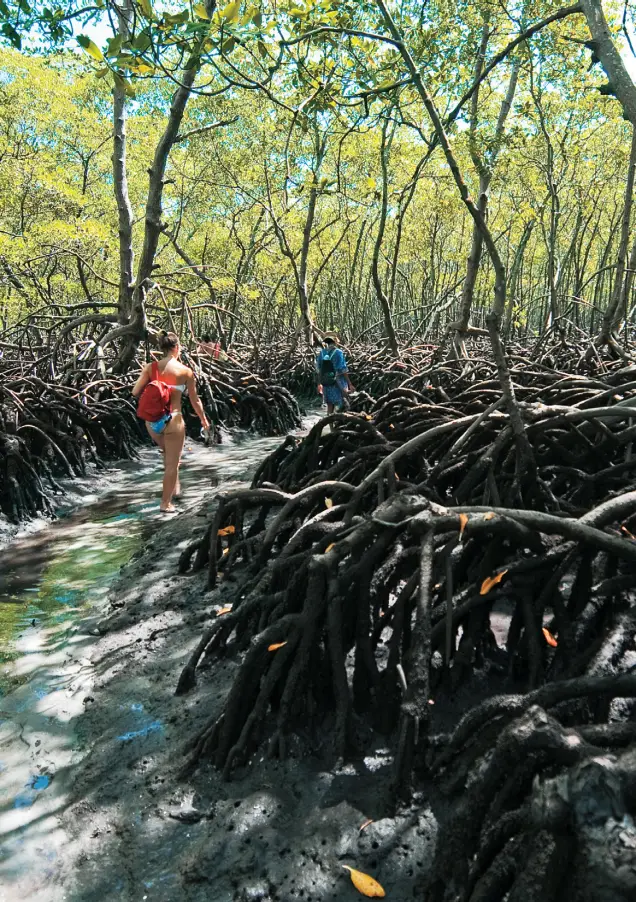 Mangue durante a maré baixa com algumas pessoas caminhando em seus canais cercados pela natureza.