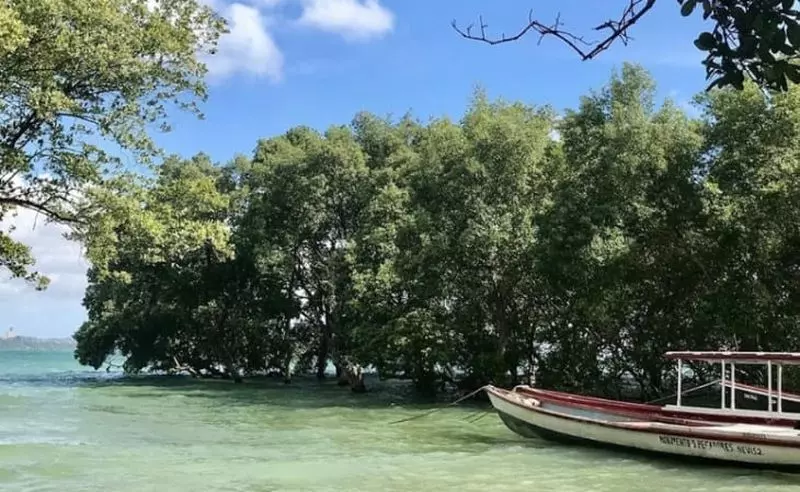 Praia de águas esverdeadas com árvores e um barco pesqueiro parado em praia das neves bahia