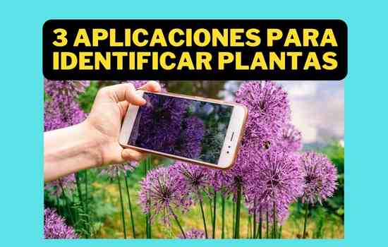 3 aplicaciones para identificar plantas