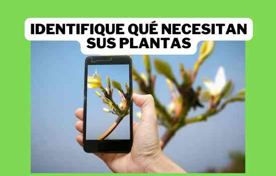 iNaturalist, la Herramienta para Aventureros Botánicos