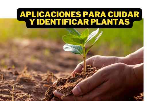 Mejores Aplicaciones para Cuidar e Identificar Plantas