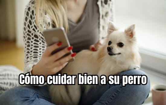 Cómo cuidar bien a su perro